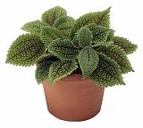 Пилея обернутая - Pilea involucrata D5 H15