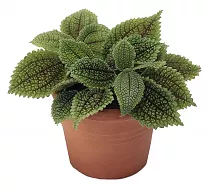 Пилея обернутая - Pilea involucrata D5 H15