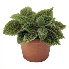 Пилея обернутая - Pilea involucrata D5 H15