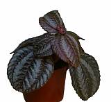 Пилея Норфолк - Pilea Norfolk D5 H15