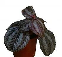 Пилея Норфолк - Pilea Norfolk D5 H15