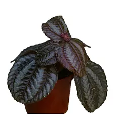 Пилея Норфолк - Pilea Norfolk D5 H15