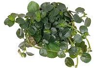 Пилея стелющаяся, сжатая - Pilea depressa D5 H10