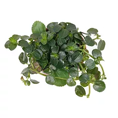 Пилея стелющаяся, сжатая - Pilea depressa D5 H10