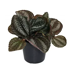 Пилея дружба - Pilea Friendship D5 H10