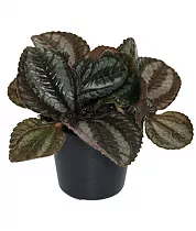 Пилея дружба - Pilea Friendship D5 H10