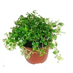 Пилея Пиноккио - Pilea Pinokkio D5 H15