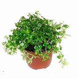 Пилея Пиноккио - Pilea Pinokkio D5 H15