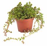 Пилея стелющаяся, сжатая - Pilea depressa D9 H15