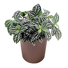 Пилея Кадиера, Пилея серебряная - Pilea cadierei D5 H15