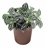 Пилея Кадиера, Пилея серебряная - Pilea cadierei D5 H15