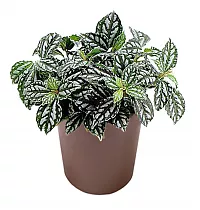 Пилея Кадиера, Пилея серебряная - Pilea cadierei D5 H15