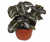 Пилея спруса - Pilea spruceana D9 H15