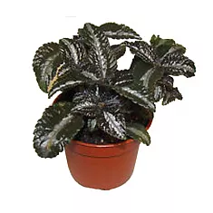 Пилея спруса - Pilea spruceana D9 H15