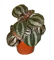 Пилея Норфолк - Pilea Norfolk D5 H10
