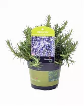 Розмарин лекарственный, или Розмарин обыкновенный - Rosmarinus officinalis D12 H15