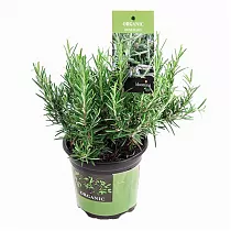 Розмарин лекарственный, или Розмарин обыкновенный - Rosmarinus officinalis D14 H25
