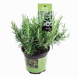 Розмарин лекарственный, или Розмарин обыкновенный - Rosmarinus officinalis D14 H25