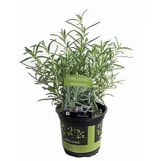 Розмарин лекарственный, или Розмарин обыкновенный - Rosmarinus officinalis D12 H20