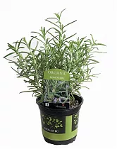 Розмарин лекарственный, или Розмарин обыкновенный - Rosmarinus officinalis D12 H20