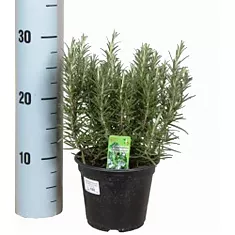 Розмарин лекарственный, или Розмарин обыкновенный - Rosmarinus officinalis D14 H30
