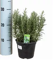 Розмарин лекарственный, или Розмарин обыкновенный - Rosmarinus officinalis D14 H30