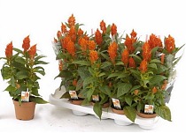Целозия оранжевая - Celosia Flame D12 H40