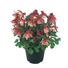 Аквилегия вееровидная Министар - Aquilegia flabellata Ministar D11 H15