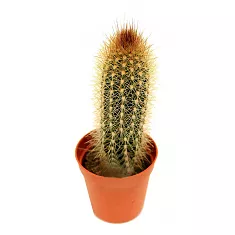 Клейстокактус изумрудный - Cleistocactus smaragdiflorus D15 H40