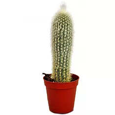 Клейстокактус Штрауса - Cleistocactus strausii D20 H60