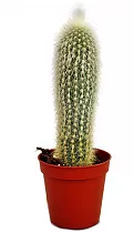 Клейстокактус Штрауса - Cleistocactus strausii D20 H60