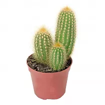 Клейстокактус Винтера - Cleistocactus winteri D15 H40