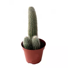 Клейстокактус Штрауса - Cleistocactus strausii D15 H40