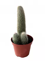 Клейстокактус Штрауса - Cleistocactus strausii D15 H40