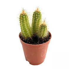 Клейстокактус Баумана - Cleistocactus baumannii D15 H25