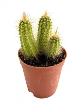 Клейстокактус Баумана - Cleistocactus baumannii D15 H25