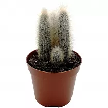 Клейстокактус Кластер - Cleistocactus cluster D17 H40