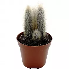 Клейстокактус Кластер - Cleistocactus cluster D17 H40
