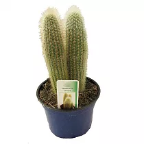 Клейстокактус Штрауса - Cleistocactus strausii D17 H45