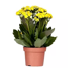 Каланхоэ Каландива желтый - Kalanchoe Calandiva Yellow D12 H25
