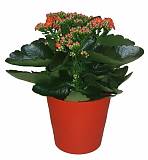Каланхоэ Каландива красный - Kalanchoe Calandiva Red D12 H25