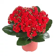 Каланхоэ Каландива красный - Kalanchoe Calandiva Red D23 H30