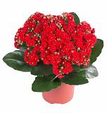 Каланхоэ Каландива красный - Kalanchoe Calandiva Red D23 H30