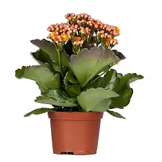 Каланхоэ Каландива оранжевый - Kalanchoe Calandiva Orange D12 H25