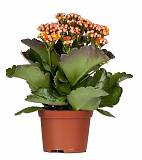 Каланхоэ Каландива оранжевый - Kalanchoe Calandiva Orange D12 H25