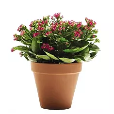 Каланхоэ Каландива пурпурный - Kalanchoe Calandiva Purple D12 H25