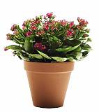 Каланхоэ Каландива пурпурный - Kalanchoe Calandiva Purple D12 H25