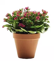 Каланхоэ Каландива пурпурный - Kalanchoe Calandiva Purple D12 H25