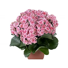 Каланхоэ розовый - Kalanchoe Pink D23 H30