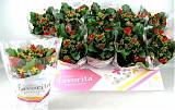Каланхоэ красный - Kalanchoe  D10 H24